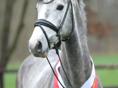 Cashmeres-Carat-Portrait