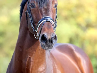 Escolar_Kopfbild_Lehmann