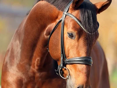 Etienne_Kopfbild_Lehmann