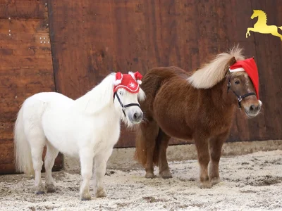 Weihnachtsgruß_276A4707_Hagemeister