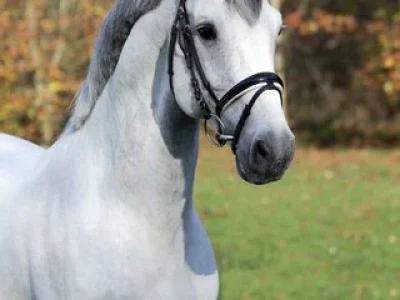 csm_caressini-kopfbild-hagemeister_1037f04508