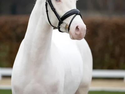 gold-garant-kopfbld-hagemeister