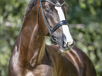 kwpn_nikans_diamond6245